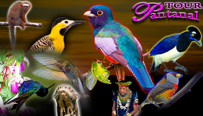 Pantanal Tour!