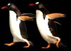 Thanks For Visiting Joanne Williams Photography.